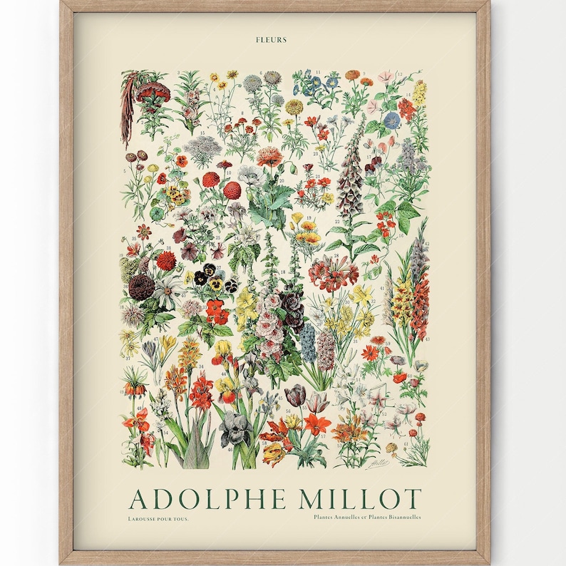 Flower Print, Adolphe Millot Poster, Vintage Flower Poster, Botanical Wall Art, Vintage Plants, Gift Idea image 1