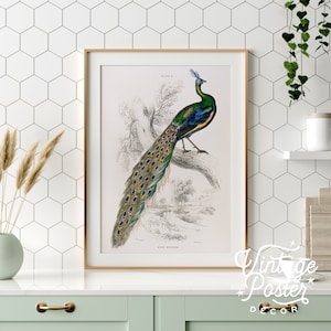 Vintage Peacock Print, Bird Wall Art, Vintage Botany, Peacock Illustration, Antique Art, Zoological Print, Peacock feathers