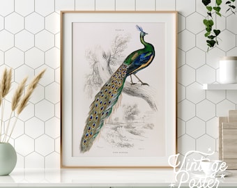 May include: Vintage illustration of a peacock with green and blue feathers, perched on a branch. The illustration is in black and white with hand-painted color accents. The text "PLATE 2" and "PAON INDIEN" are visible in the image.