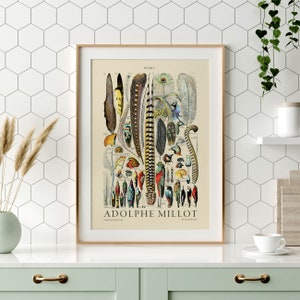 May include: A vintage illustration of various bird feathers, labeled "PLUMES" and featuring the name "ADOLPHE MILLOT". The illustration is in a light brown frame and is set against a white tiled background.