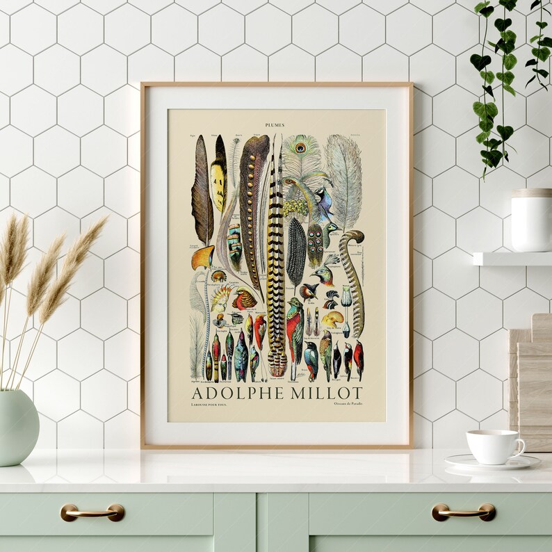 May include: A vintage illustration of various bird feathers, labeled "PLUMES" and featuring the name "ADOLPHE MILLOT". The illustration is in a light brown frame and is set against a white tiled background.