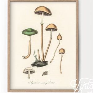 Impresión de hongos, impresión botánica, decoración de pared de cocina, póster vintage, arte mural de comida, idea de regalo. Papel de algodón de alta calidad de hasta 61 x 91 cm. 4-54