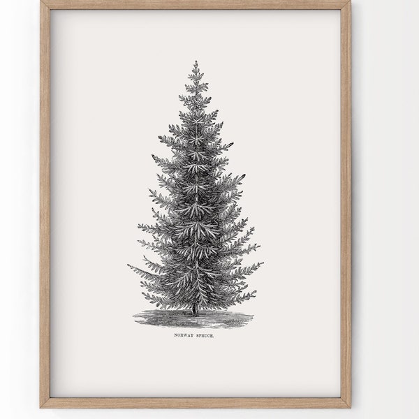 Norway spruce tree, Botanical Print, Forest Poster, Winter Tree Photo, Pine Tree Print, Vintage Nature Art, Vintage Gift, Nordic Forest