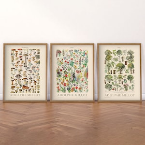 Set van 3 botanische poster, Adolphe Millot, paddestoelenprint, vintage bloemenkaart, dennenboom, voedselkunst, keukenkunstgalerij, Nordic Forest