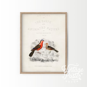 Póster vintage de aves, impresión de historia natural, póster botánico, arte mural de aves, regalo de boda, impresión vintage de animales, tamaño A1, A2, A3, A4 (hasta 61 x 91 cm)