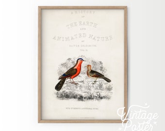 Vintage Bird Poster, Natural HistoryPrint, Botanical Poster, Birds Wall Art, Wedding Gift, Vintage Animals Print, A1 A2 A3 A4 up to 24x36"