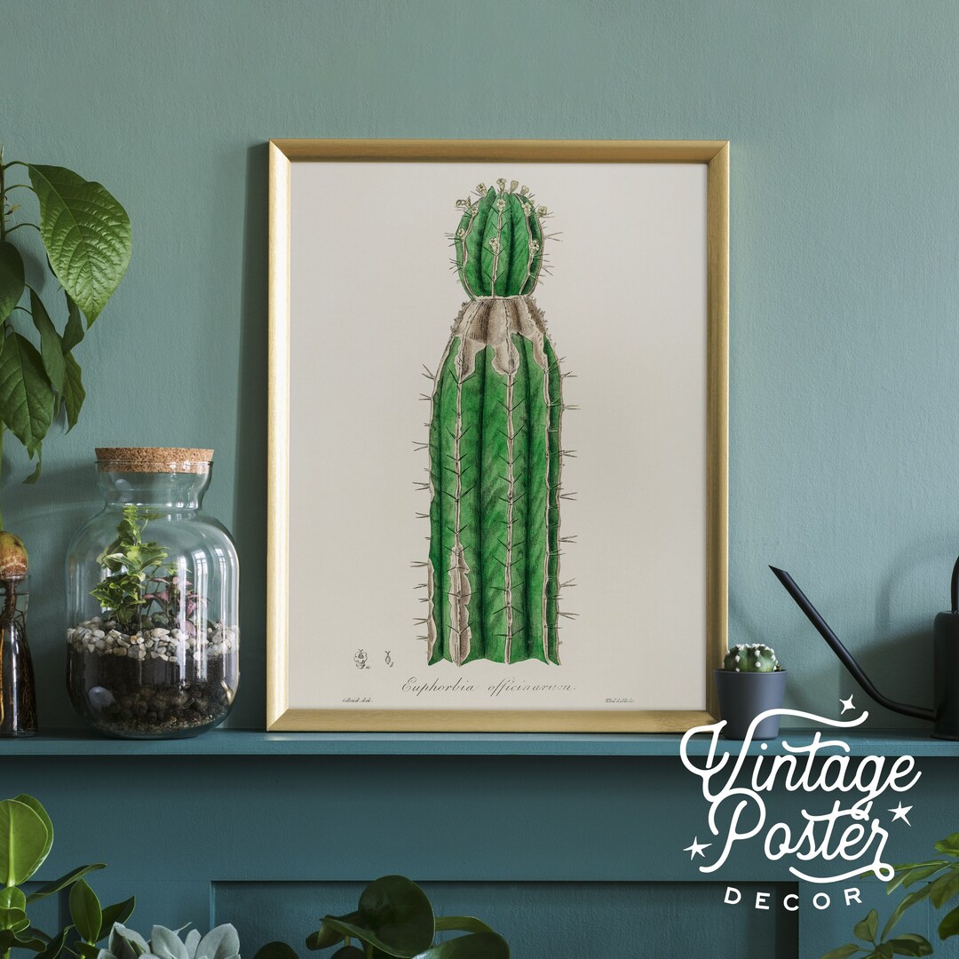 Vintage Cactus Print | Botanical Desert Plant Wall Art - Etsy