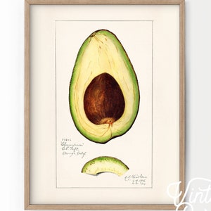 Avocado Print, Vintage Avocado Poster, Botanical Fruit, Vintage Kitchen, Minimalist Decor, Tropical fruit, High Quality Paper up to 24&quot;x36&quot;
