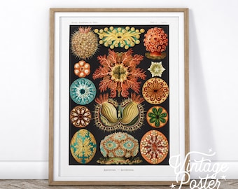Ernst Haeckel Sea Creatures Poster, Vintage Ocean Life Print