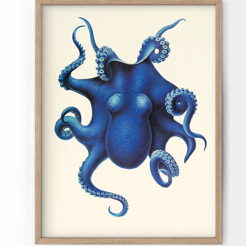 May include: A framed illustration of a blue octopus with eight tentacles. The octopus is depicted in a detailed, realistic style, with its tentacles curled and extended in various directions. The background is a simple white.