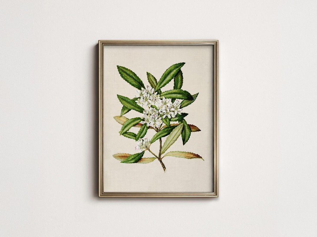 Vintage White Floral Botanical Art Print, Antique Flower Illustration ...