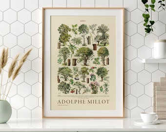 Adolphe Millot Botanical Tree Print: Vintage Arboretum Chart