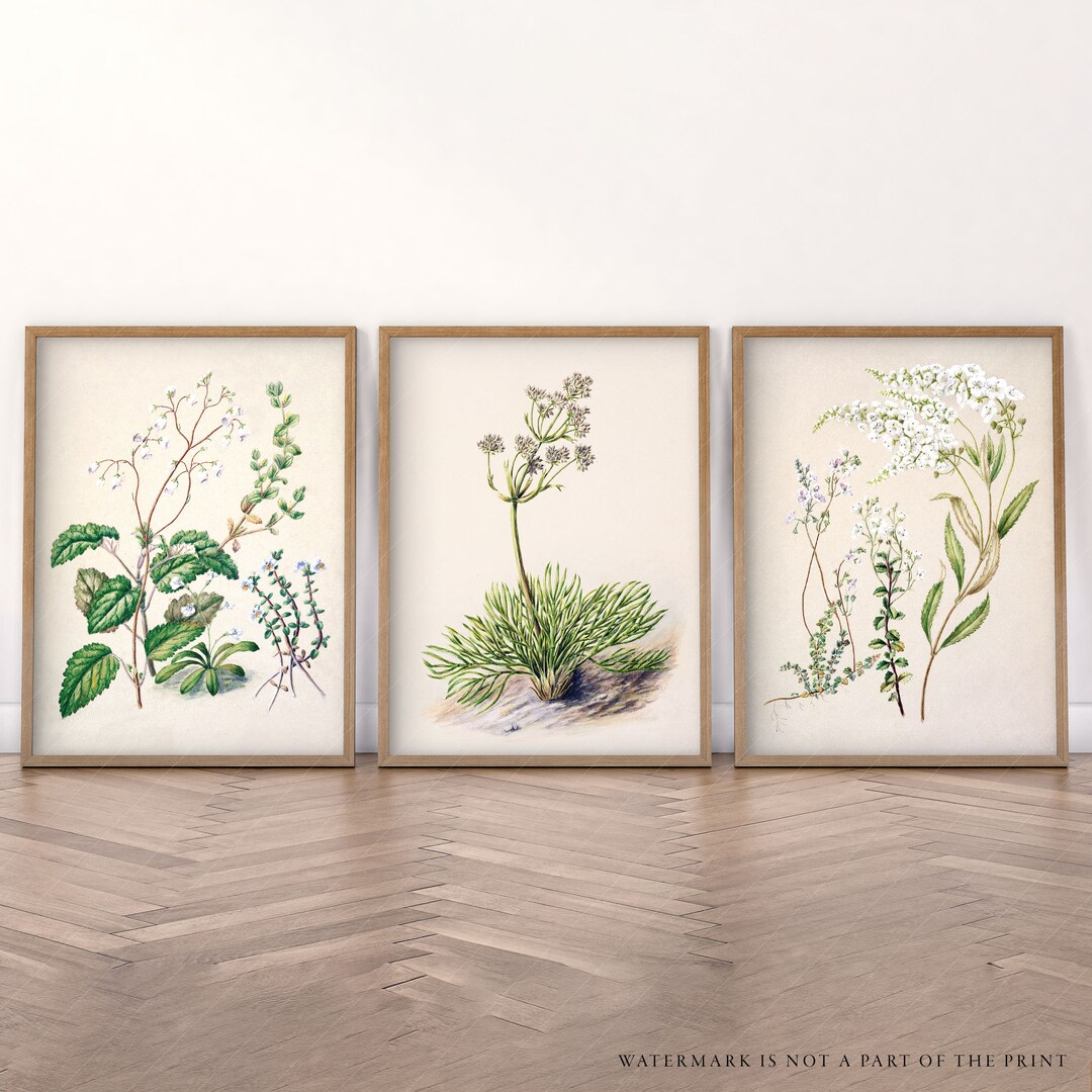 Set of 3 Flower Print, Antique Gallery Wall, Vintage Botanical Art ...