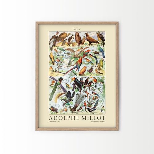 dinsdag Kinderrijmpjes Afm Vintage Bird Print Adolphe Millot Poster Botanical Bird - Etsy
