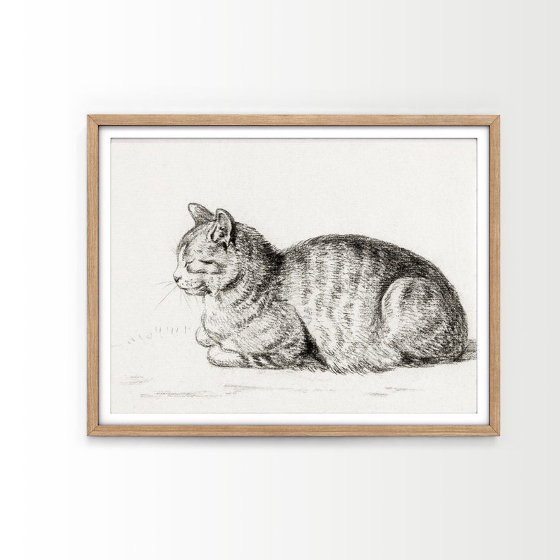 May include: A black and white pencil drawing of a cat sitting on a white background. The cat is looking to the left and has its eyes closed.