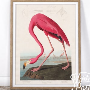 Impresión de flamenco, pintura de pájaro antigua, flamenco rosa, decoración de granja, decoración rústica, impresión de pájaro, póster de John Audubon, guardería vintage rosa