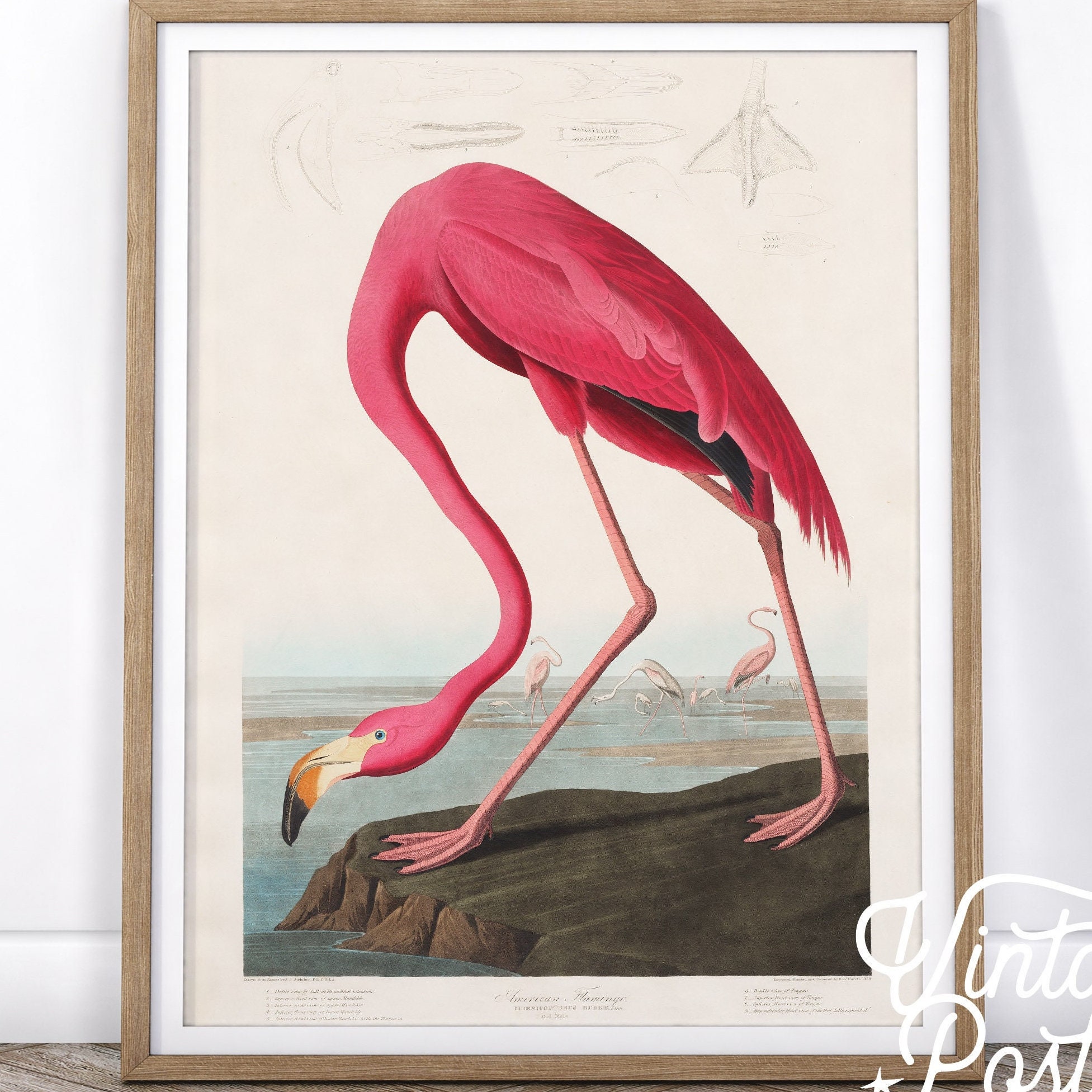Flamingo Print -  Canada