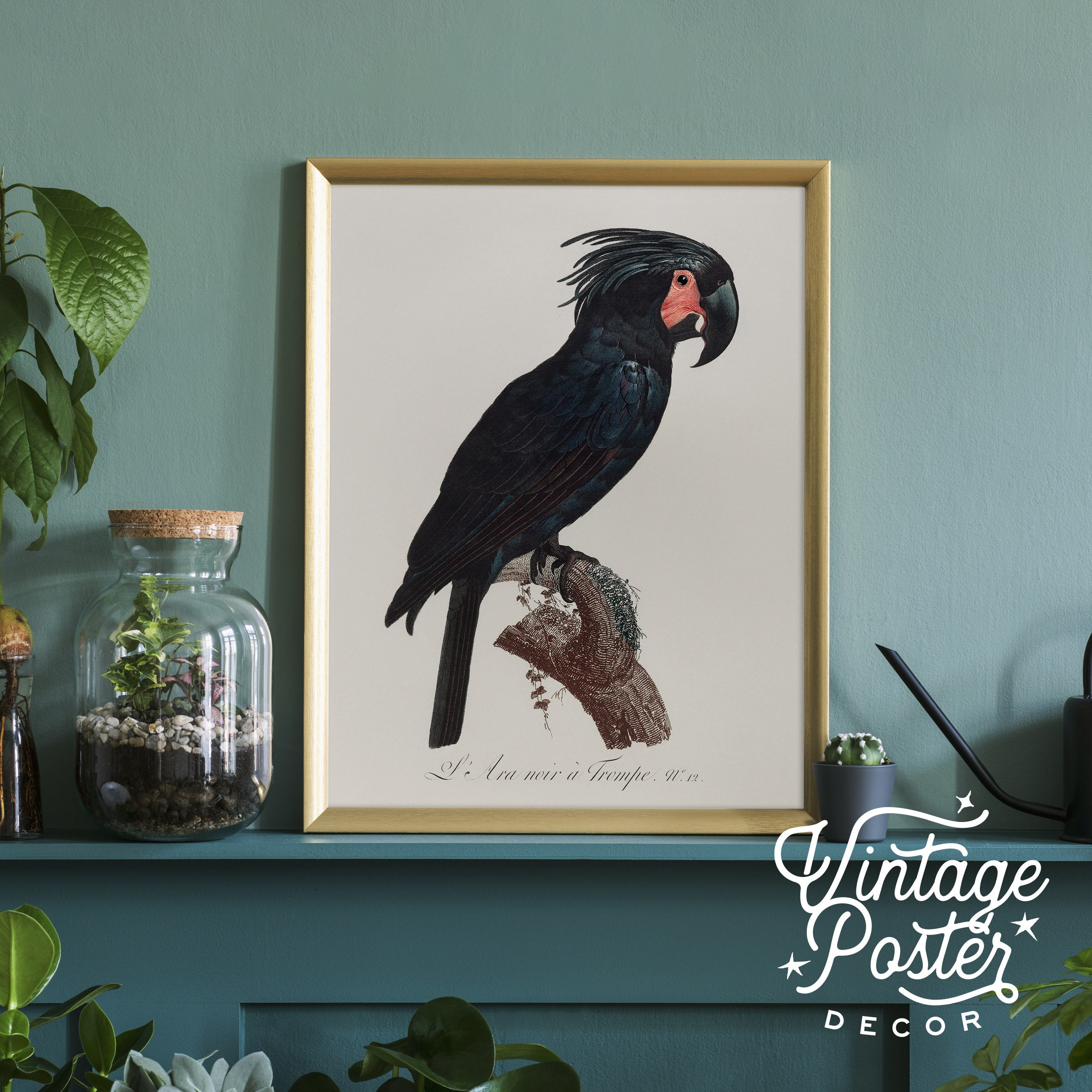 Black Bird Wall Art Parrot Print Vintage Bird Poster Etsy