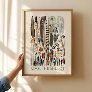 Plumes Feathers, Vintage Birds Art, Adolphe Millot, Neutral Poster, Botanical Prints, Aesthetic Room Decor, Wedding Gift, Nature Wall Art image 3