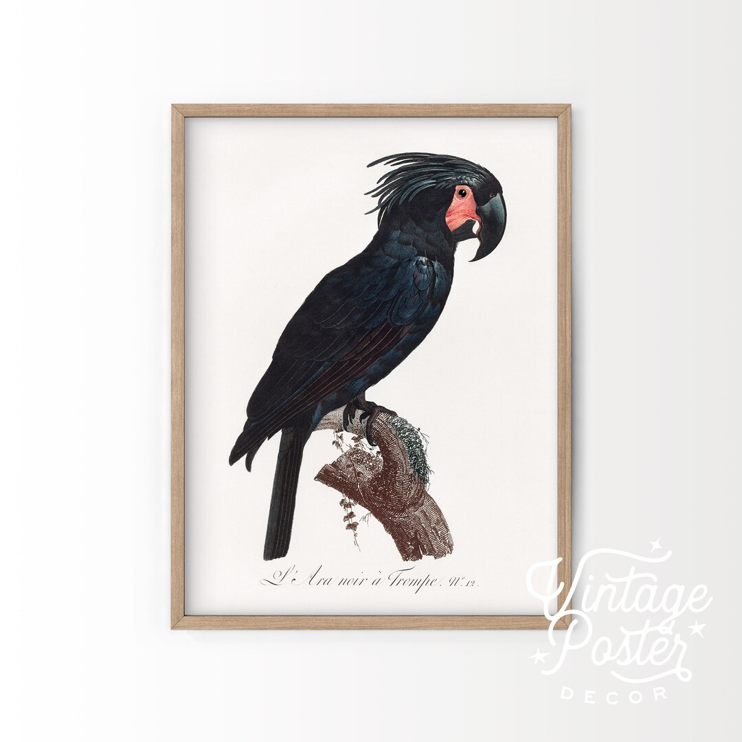 Black Bird Wall Art Parrot Print Vintage Bird Poster Etsy