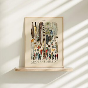 Plumes Feathers, Vintage Birds Art, Adolphe Millot, Neutral Poster, Botanical Prints, Aesthetic Room Decor, Wedding Gift, Nature Wall Art image 5