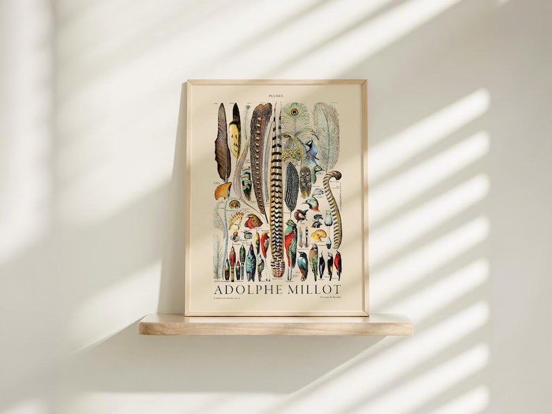Plumes Feathers, Vintage Birds Art, Adolphe Millot, Neutral Poster, Botanical Prints, Aesthetic Room Decor, Wedding Gift, Nature Wall Art image 5