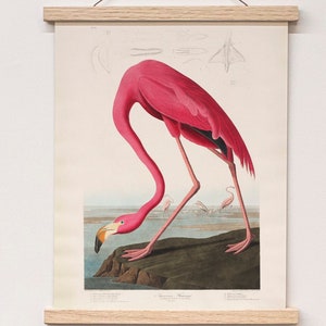Póster de flamenco enmarcado, lámina de pájaro Audubon, colgador magnético, arte de pared enmarcado, pájaro vintage, flamenco rosa, idea de regalo, colgador de madera