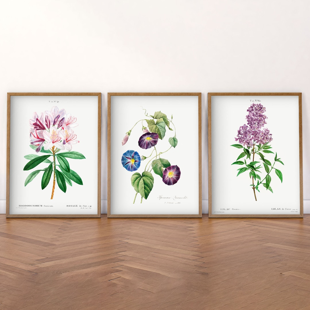 Antique Botanical Print Set: Vintage Wildflower Illustration Art - Etsy