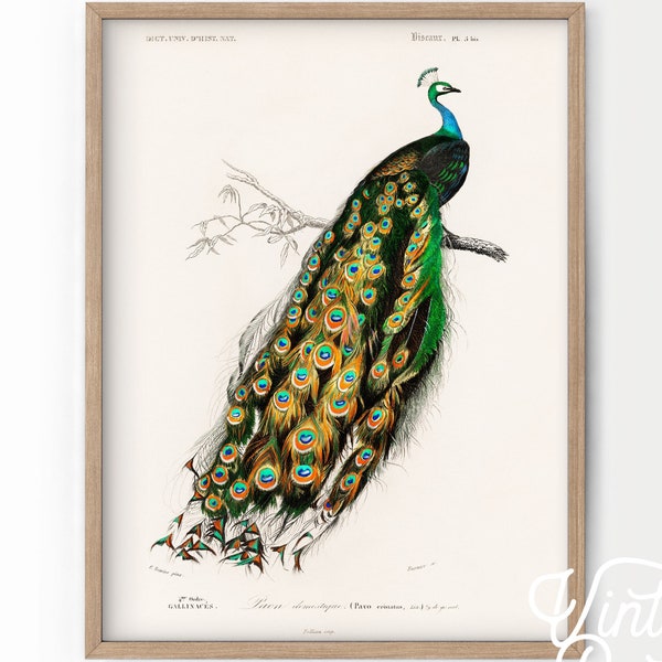 Peacock Wall Art, Vintage Peacock, Antique Bird Print, Vintage illustrations, Bird Lover, Nature Paintings, Gift Idea, Living Room art