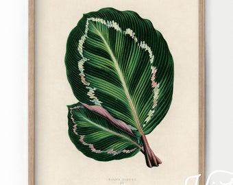 Plant Art Print, Botanical Print, Leaf Tropical Poster, Plant Decor, Leaves Print, Green Wall Art, Bedroom Decor, Vintage Nature Antique -62