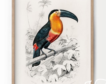 May include: A vintage illustration of a toucan perched on a branch in a tropical setting. The toucan has a black body with a red breast, a yellow throat, and a large, black beak with a yellow tip. The illustration is in black and white with the toucan's colors highlighted in red, yellow, and black.