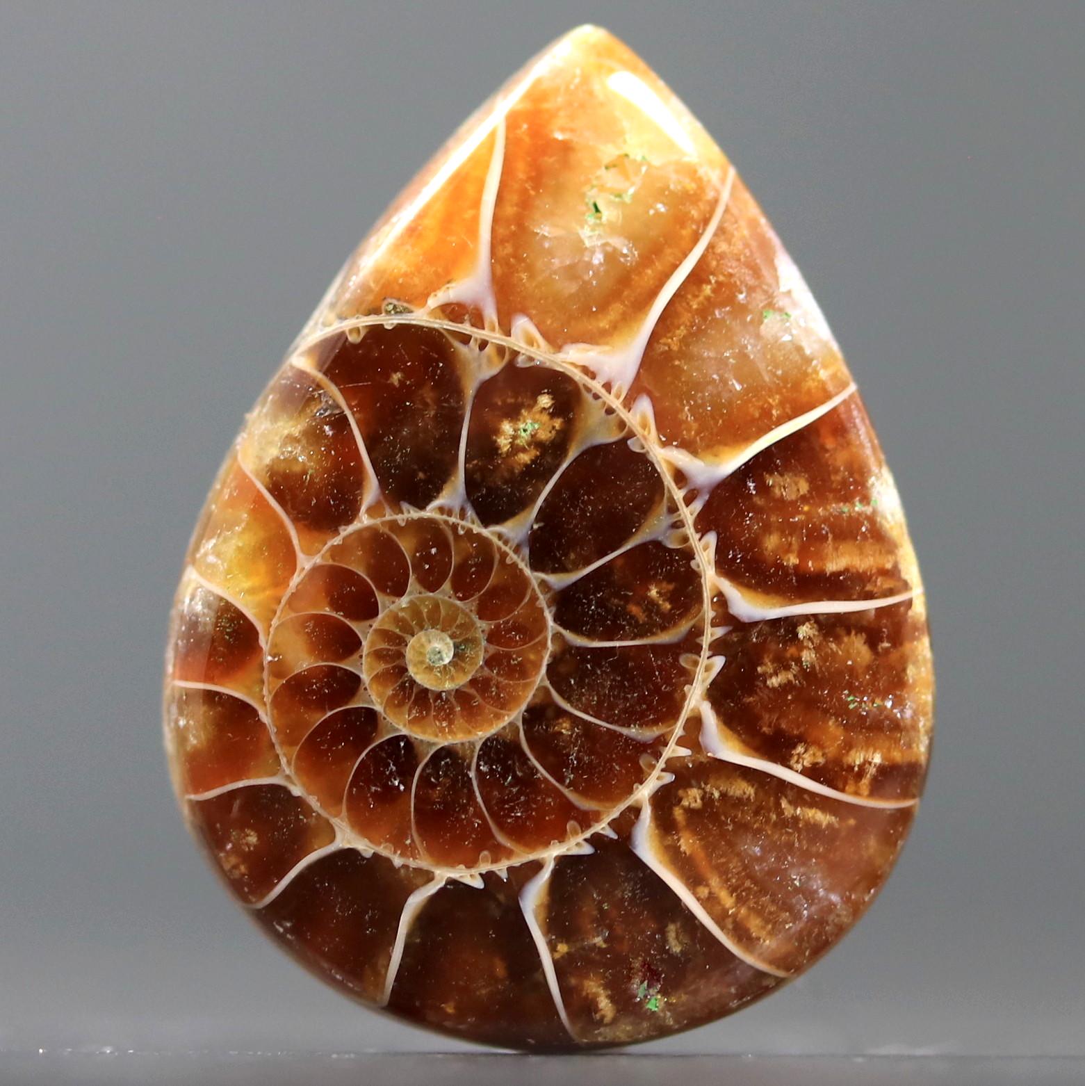 アンモナイトの化石カボションカットと研磨天然石フィボナッチ数列の