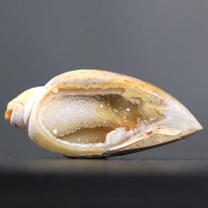 Könnte beinhalten: Eine polierte, offene Muschel mit einem geodenartigen Inneren. Die Schale hat eine Mischung aus Creme-, Beige- und Gelbtönen mit einer glatten, glänzenden Oberfläche. Im Inneren befindet sich ein funkelnder, kristallgefüllter Hohlraum.
