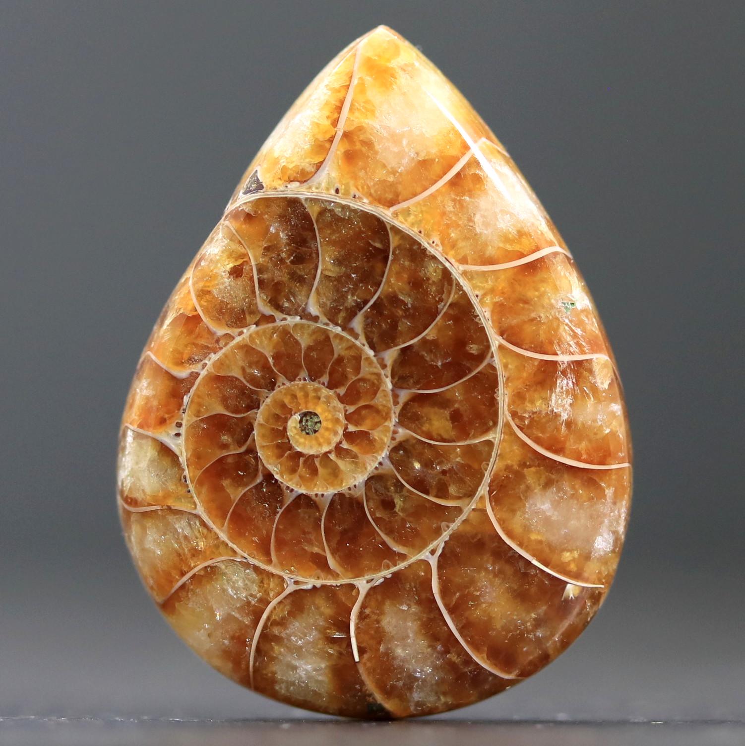アンモナイトの化石カボションカットと研磨フィボナッチ数列自然の神聖