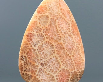 Cabochon van gefossiliseerd koraal - Teardrop Fossil Cab-natuursteen voor hangend decor