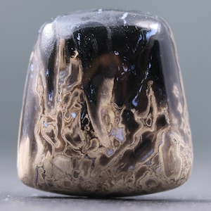 Petrified Wood Cabochon Palm Tree Root Fossil Earth Tone Jewelry Supply