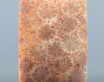 Coral Fossil Cabochon Natural Stone Jewelry Making Supply