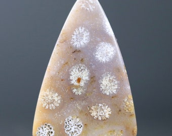Pode incluir: Um cabochão de coral fossilizado de cor marrom claro com forma triangular e padrões de coral branco.