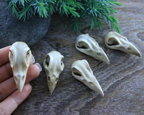 Raven Skull Hand Carved Deer Antler Bird Head Carving 50mm