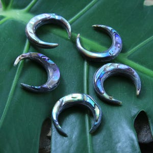 Pode incluir: Cinco formas de lua crescente de concha de abalone iridescente, cada uma com um padrão único de tons azuis, verdes e roxos. As conchas estão dispostas sobre uma folha verde.