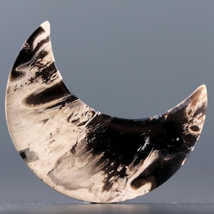 Crescent Moon Petrified Palm Root Cabochon Bohemian Polished Fossil Rock