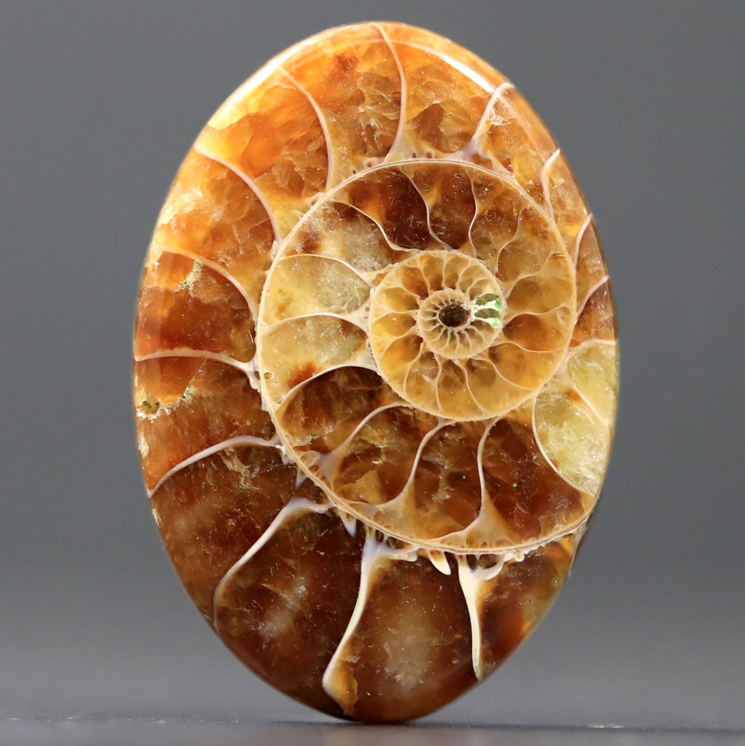 研磨されたアンモナイトのカボション – グラウンディングと変容のため