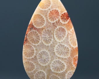Cabochon van gefossiliseerd koraal - Teardrop Fossil Cab Earth Tone Sieradenontwerp