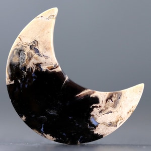 Fossilized Palm Root Crescent Moon Cabochon Natural Petrified Wood for High End Jewelry