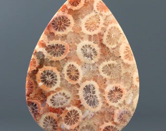 Cabochon van gefossiliseerd koraal - Teardrop Fossil Cab Earth Tone Sieradenontwerp