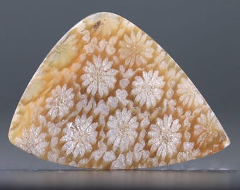 Fossilized Coral Cabochon Natural Fossil Stone Jewelry and Craft Supply
