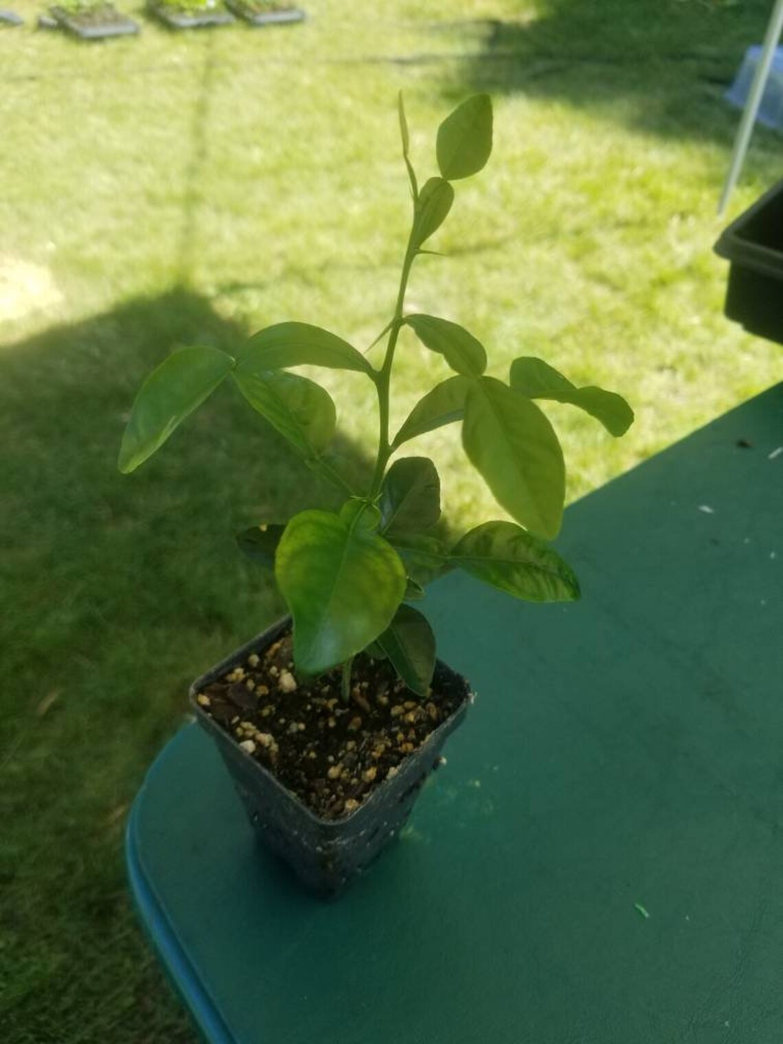 Kaffir Lime Tree Makrut Lime citrus hystrix Live Plants 5 to Etsy