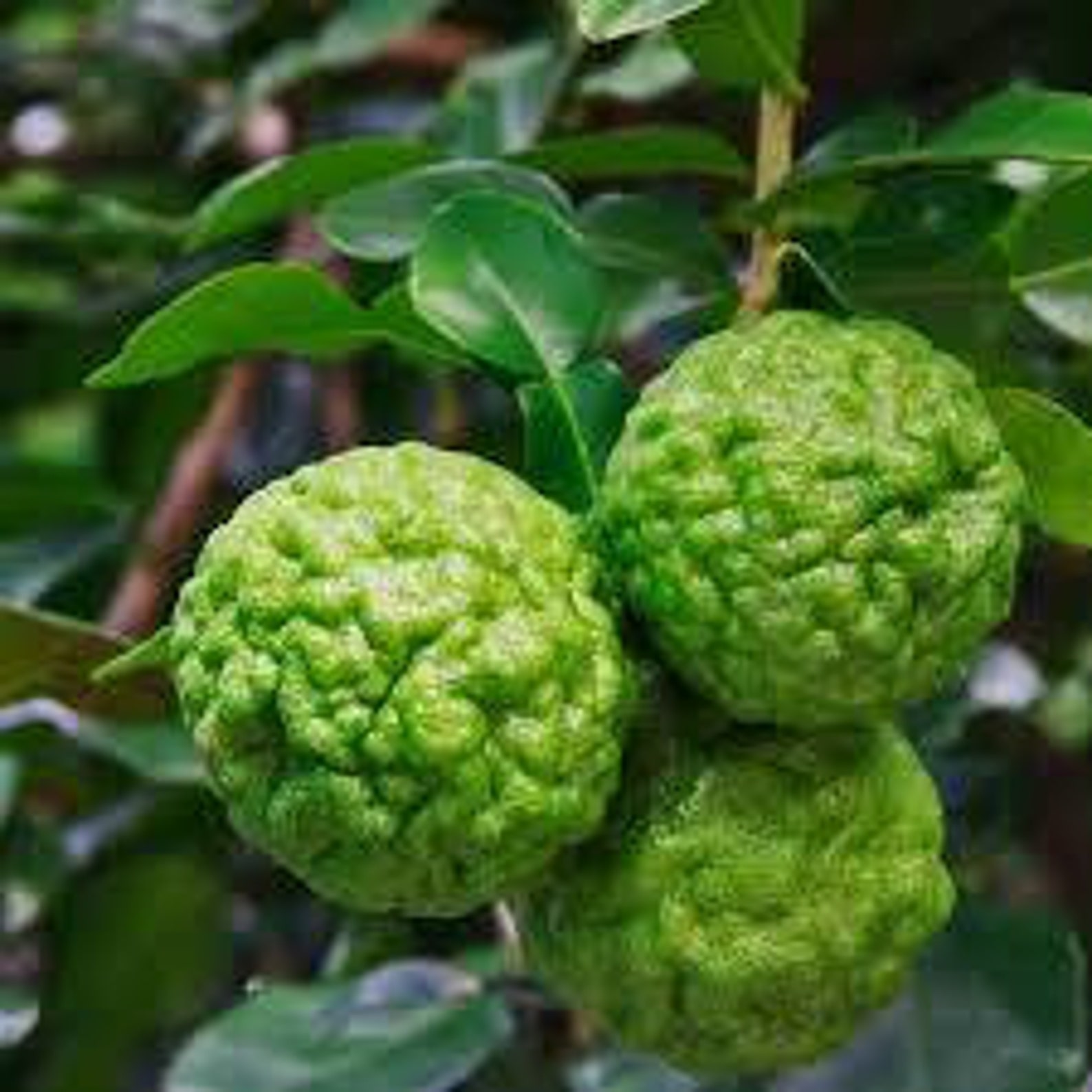 Kaffir Lime Tree Makrut Lime citrus hystrix Live Plants 5 to Etsy