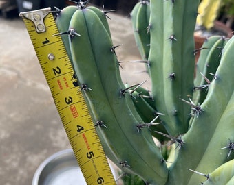 Blue Myrtle Cactus Cutting