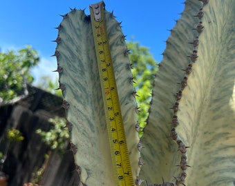 Variegated Euphorbia Ammak Beautiful Cutting